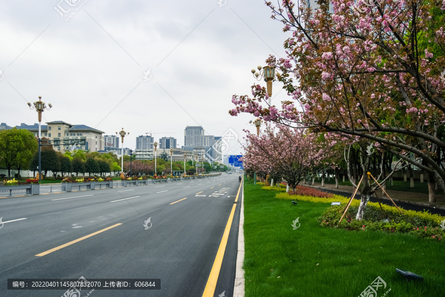 樱花道路