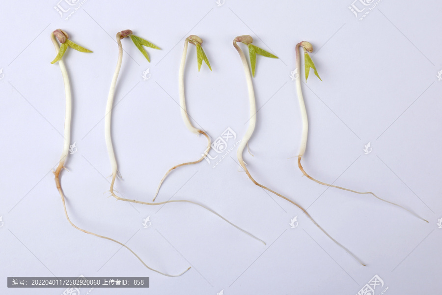 绿豆芽