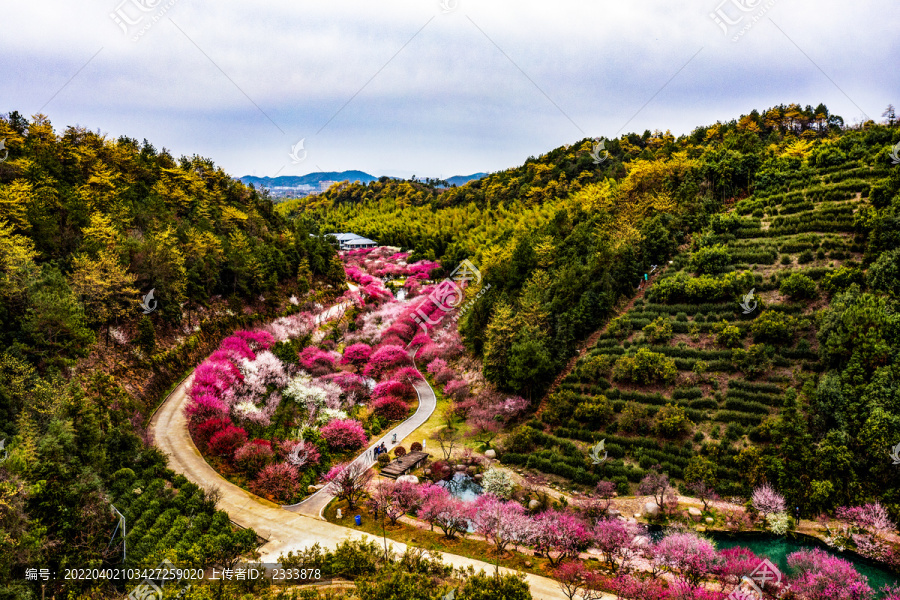 樱花