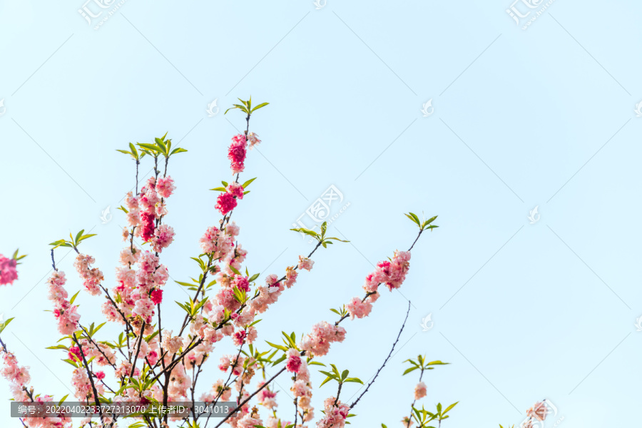 成开的桃花特写