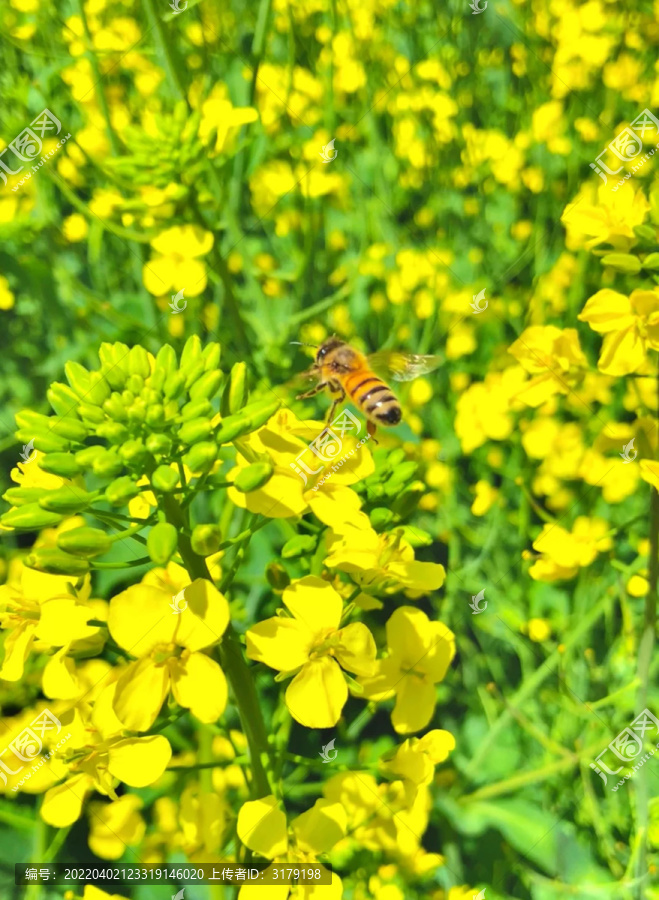 蜜蜂采油菜花