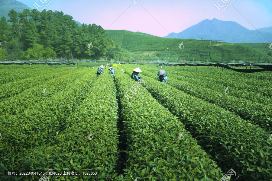 杭州龙坞茶村