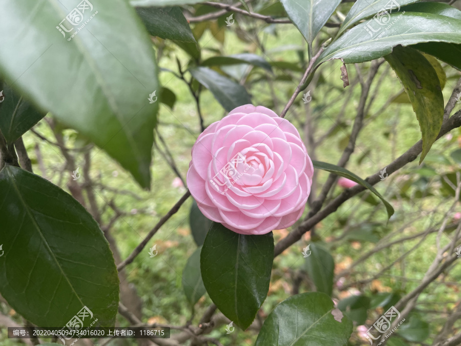 粉色的山茶花