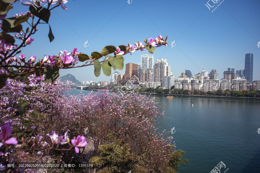 柳州紫荆花风景