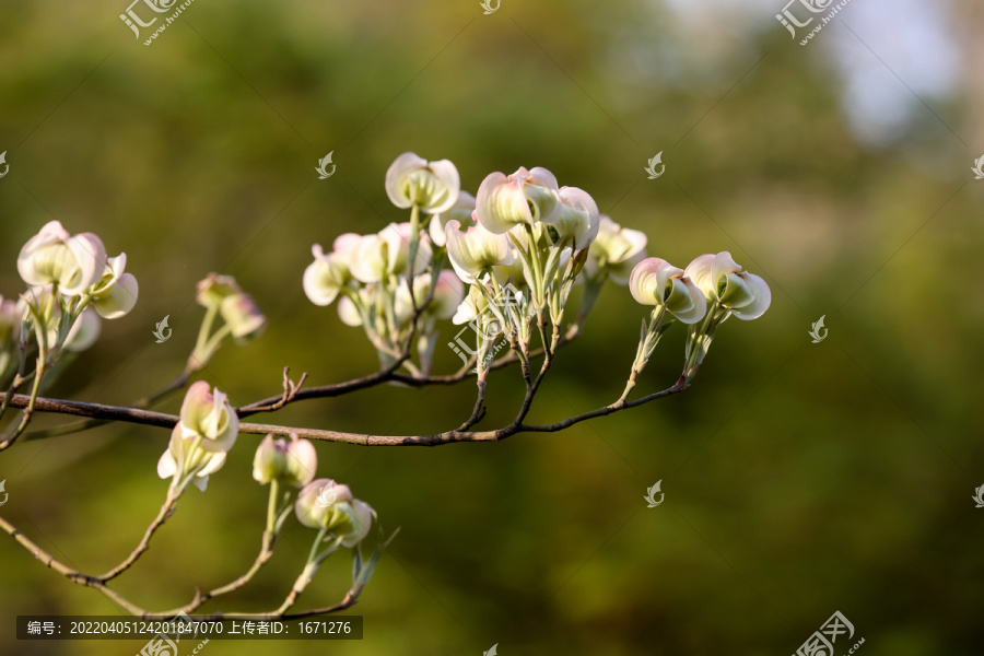 四照花