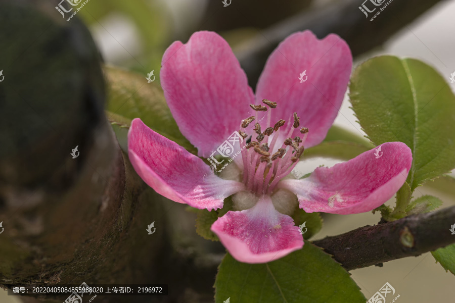 北方木瓜花