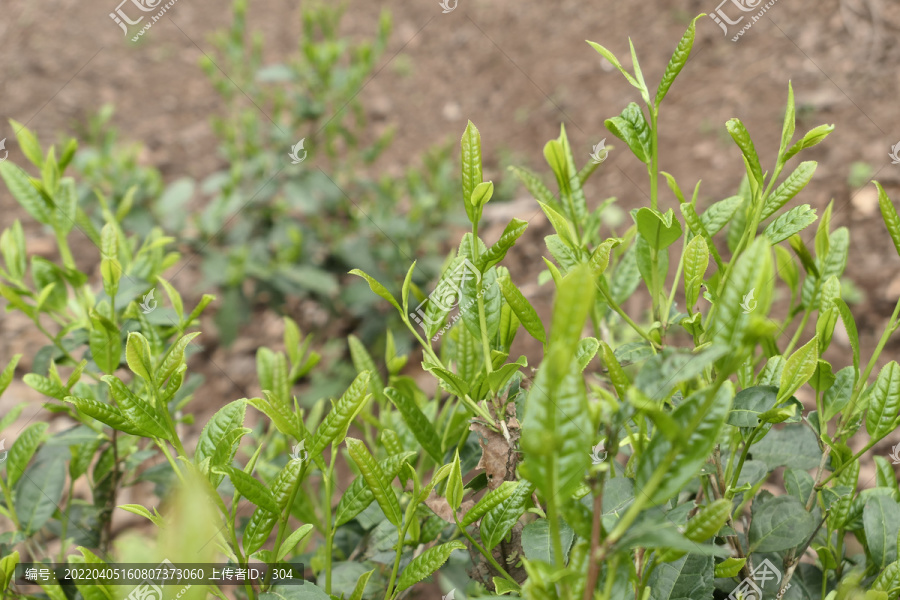 古树春茶新芽