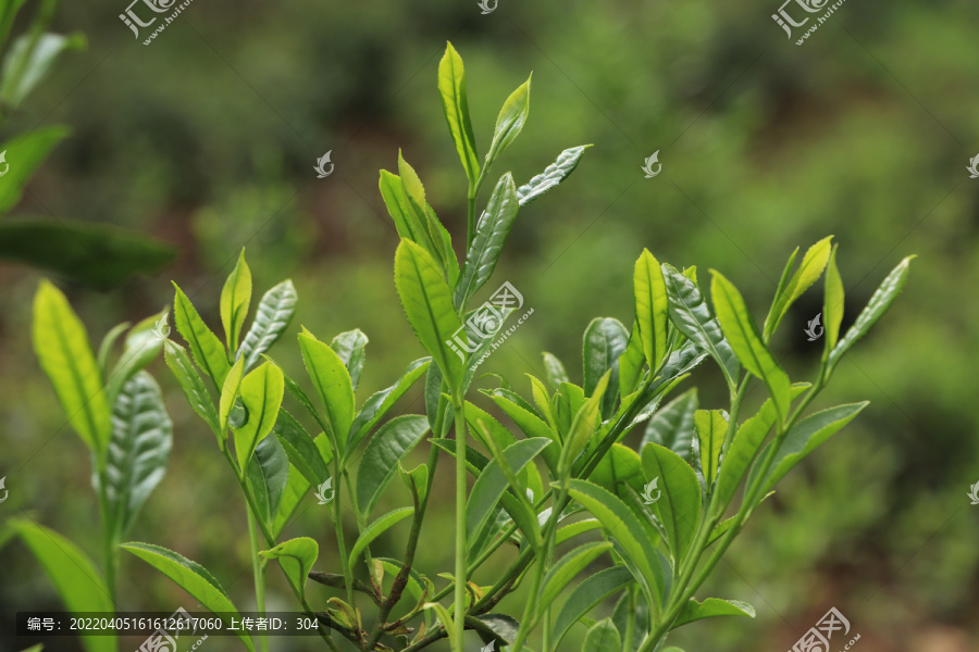 古树春茶新芽