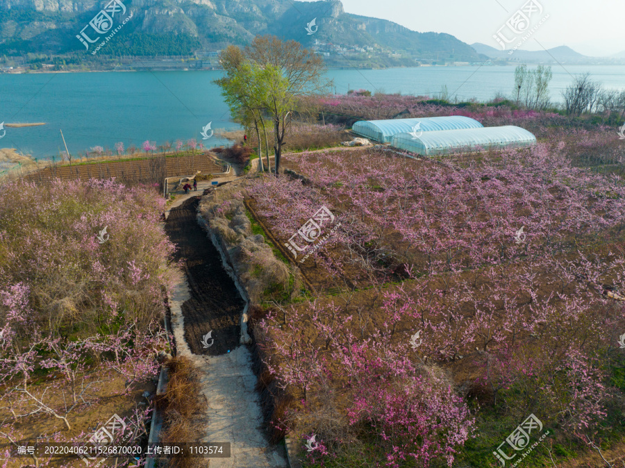 航拍济南卧虎山水库桃花盛开