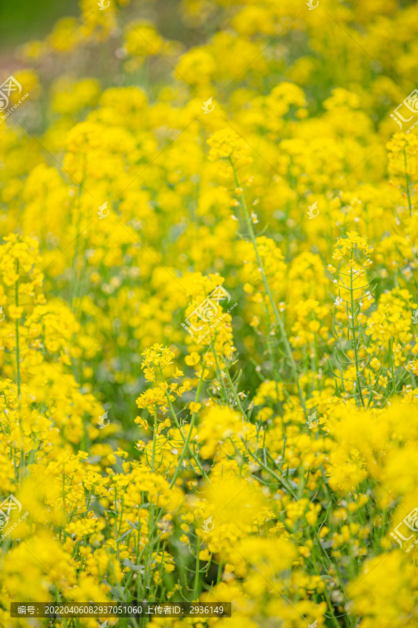 油菜花高清写真