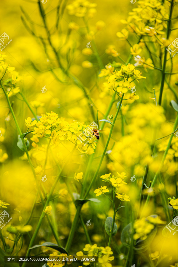 油菜花高清写真