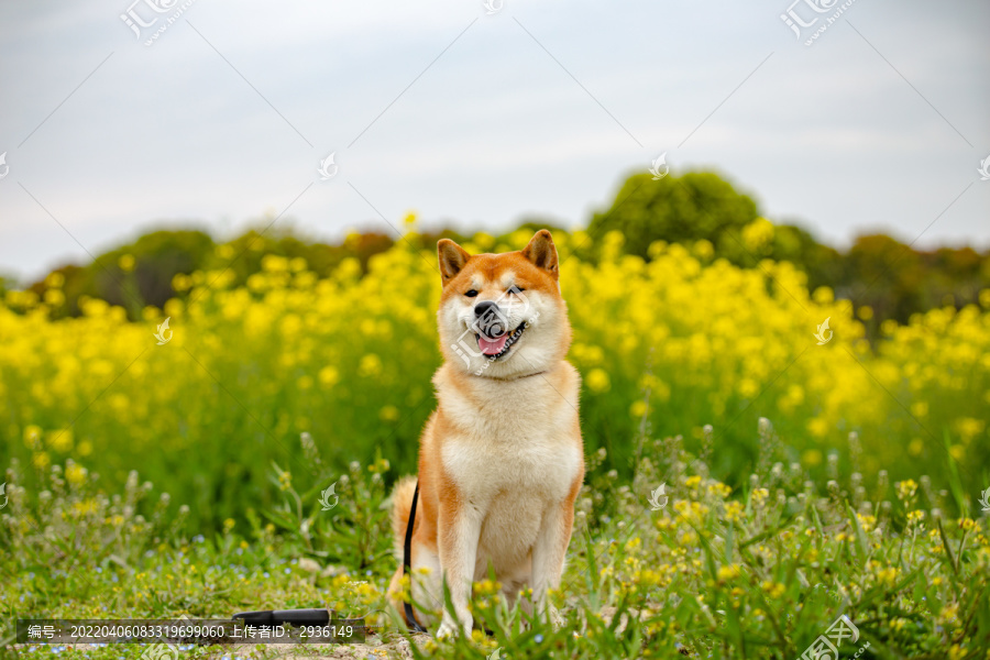 日本柴犬高清写真