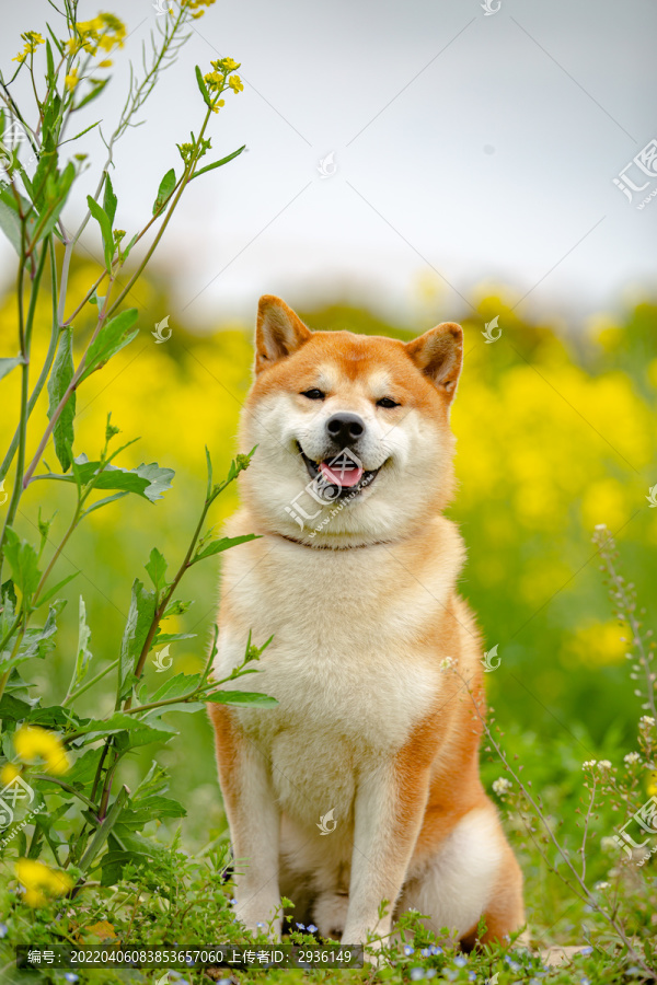 日本柴犬高清写真