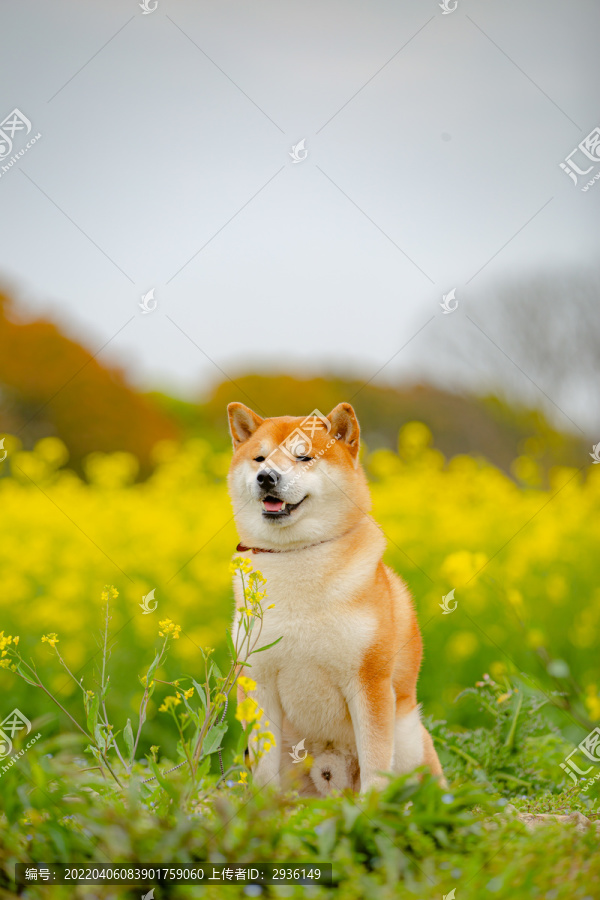 日本柴犬高清写真