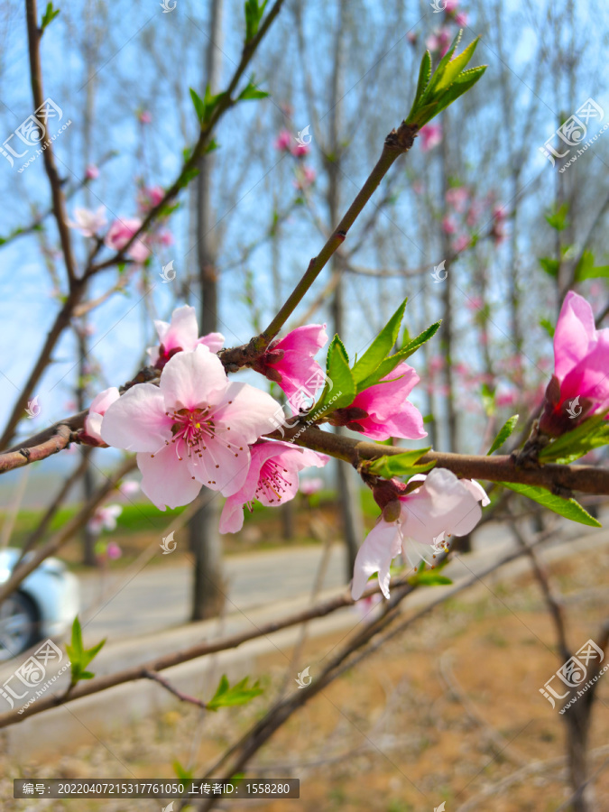 桃花