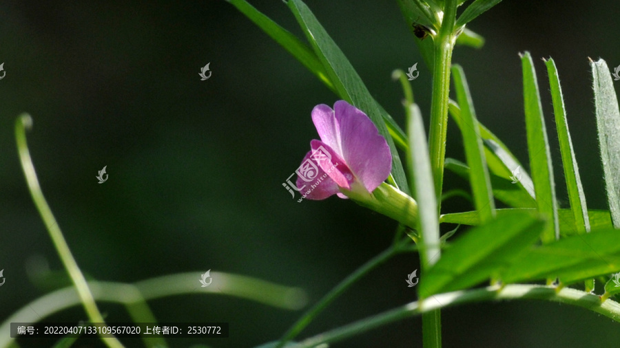 野豌豆