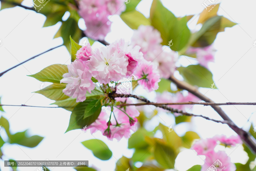 樱花节