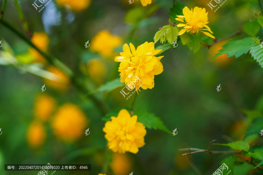 棣棠花