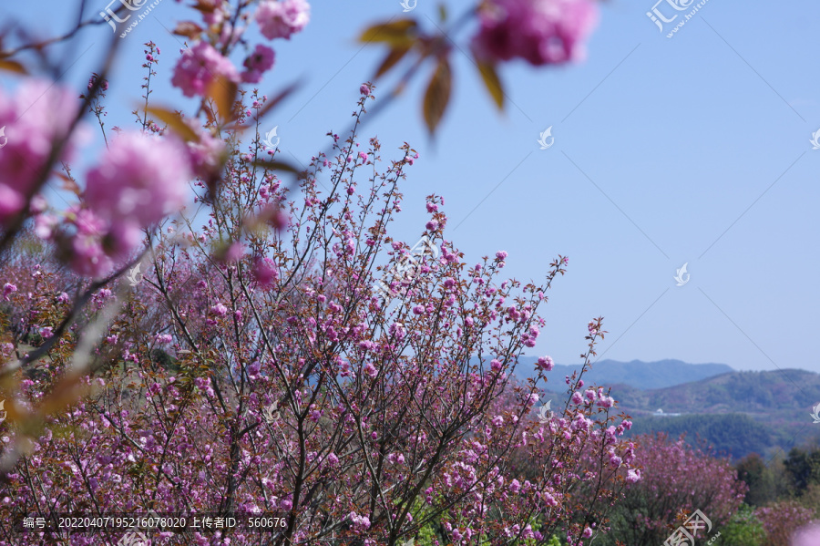 樱花