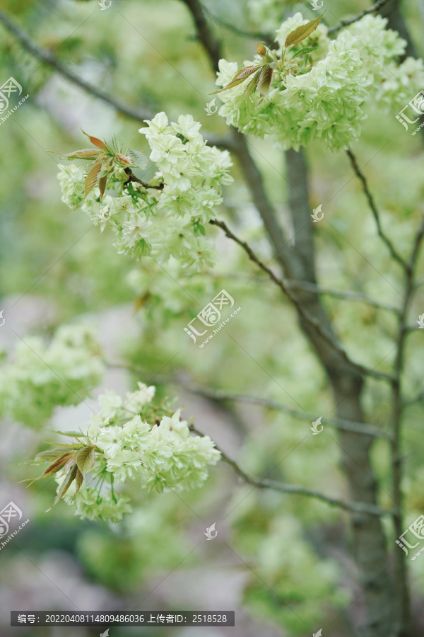 春天樱花绿色樱花郁金樱