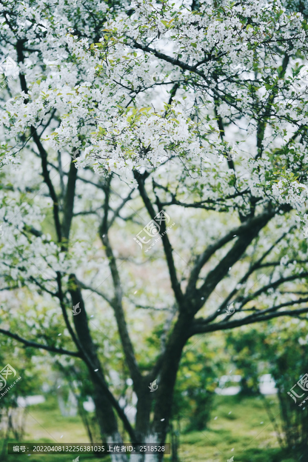 春天白色花朵一树梨花开放