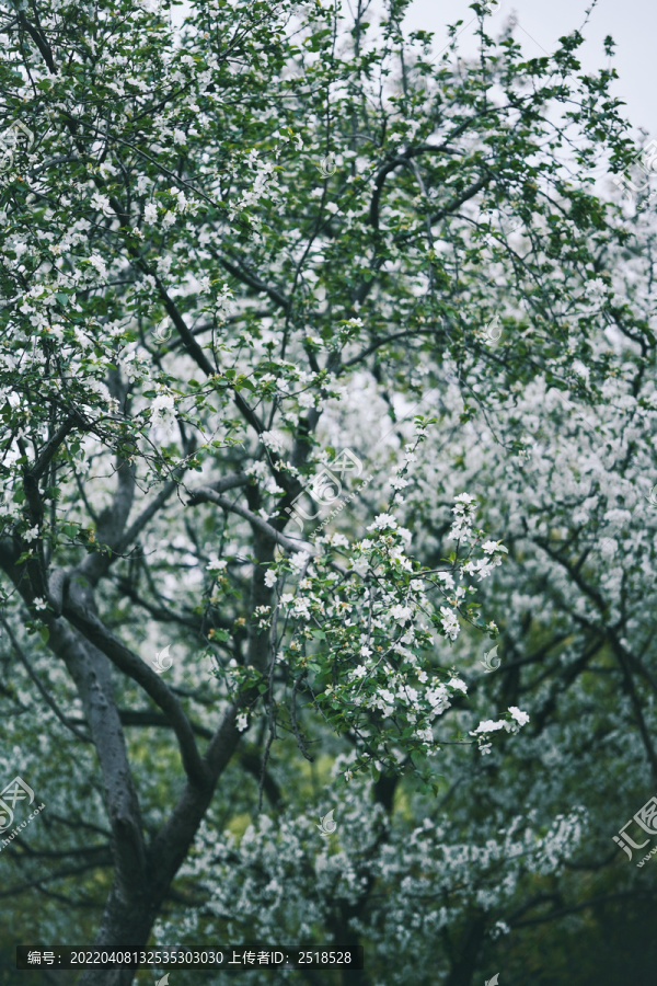 春天白色花朵一树梨花开放
