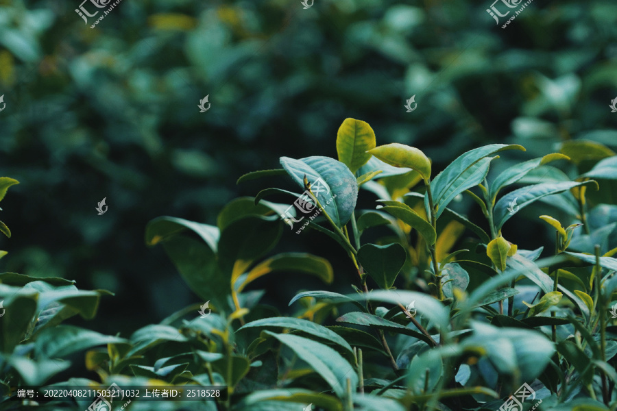 春天绿色背景茶树树叶枝叶