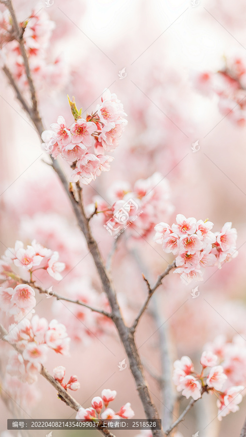 春天粉色樱花唯美梦幻背景