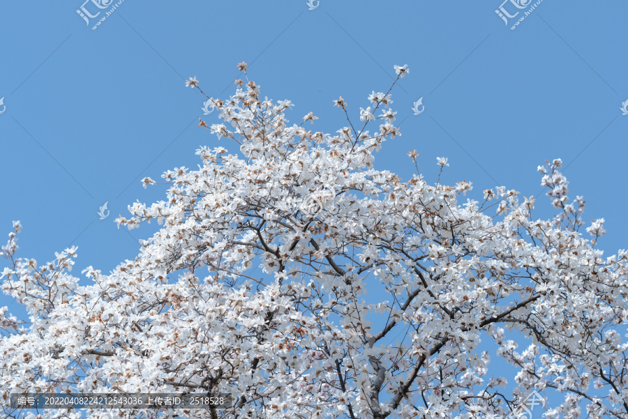 春天白色玉兰花蓝天白云