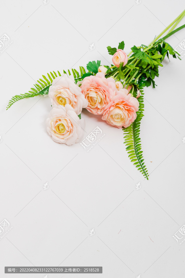 母亲节花朵花卉素材白色背景
