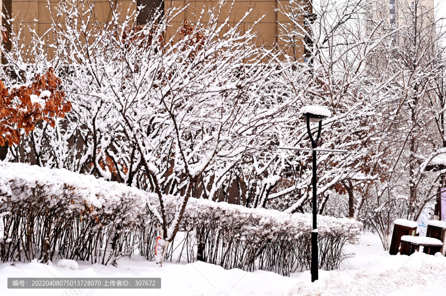 春雪