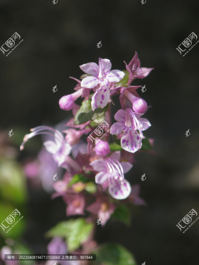 三花莸的盛花期