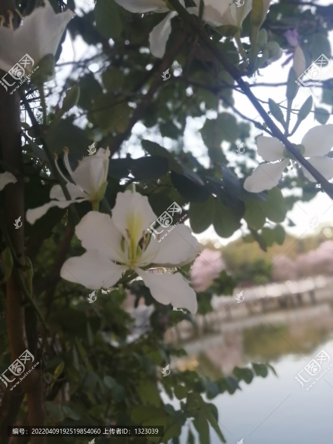白紫荆花