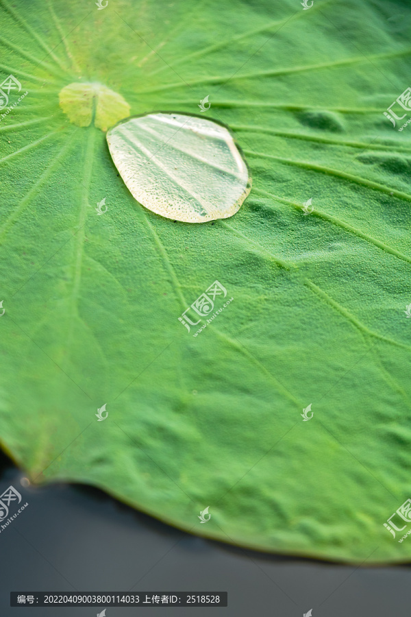 夏季立夏夏至荷叶露珠绿色背景