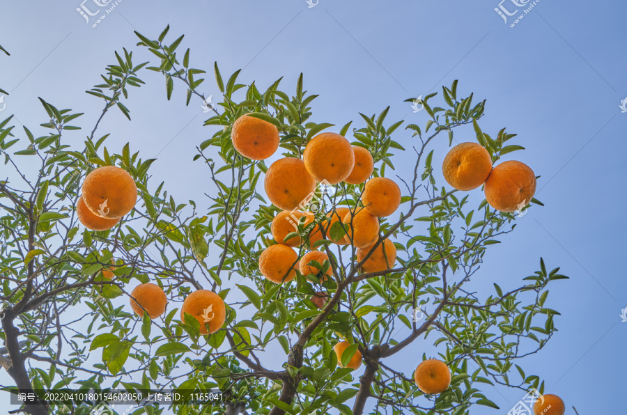 橘子满枝头