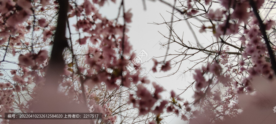 樱花季