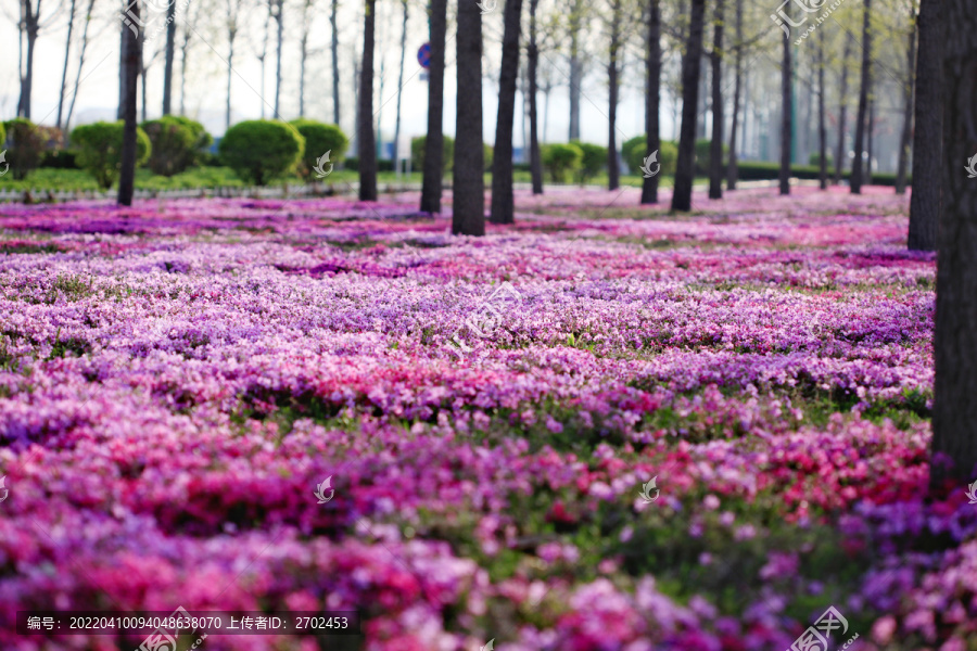 芝樱花