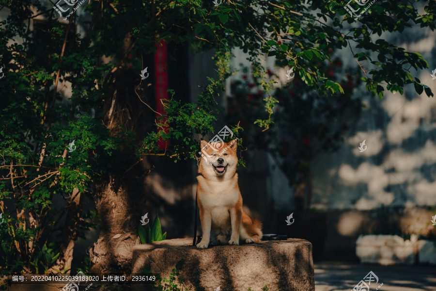 柴犬高清写真