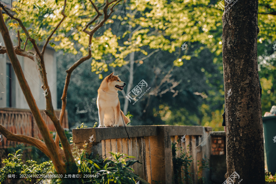 柴犬高清写真