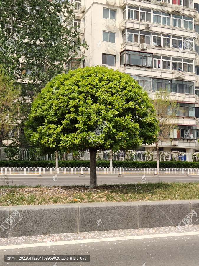 绿化带行道树