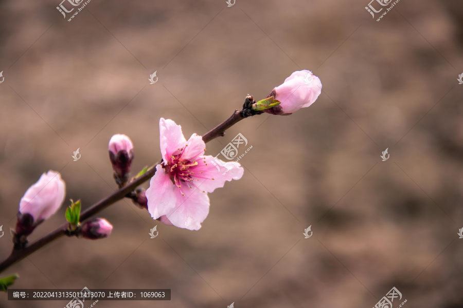 桃花花枝