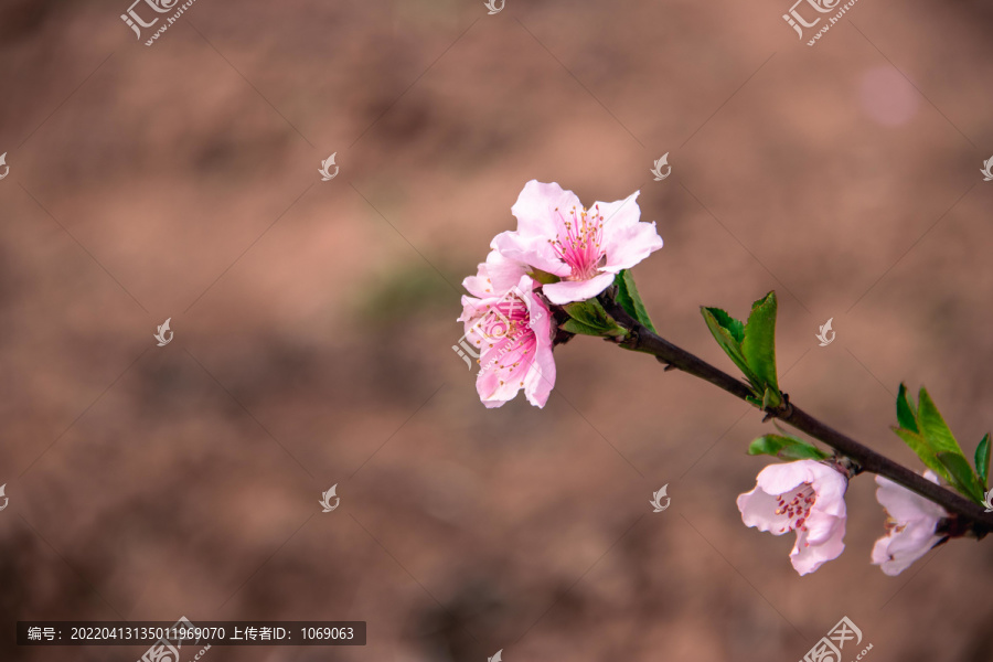 桃花花枝