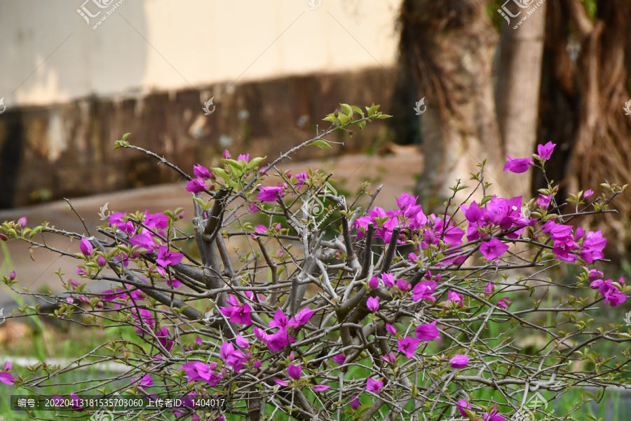 花紫色花盆栽