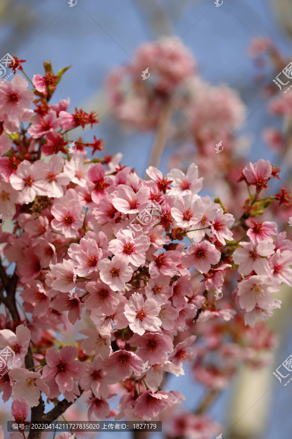 樱花