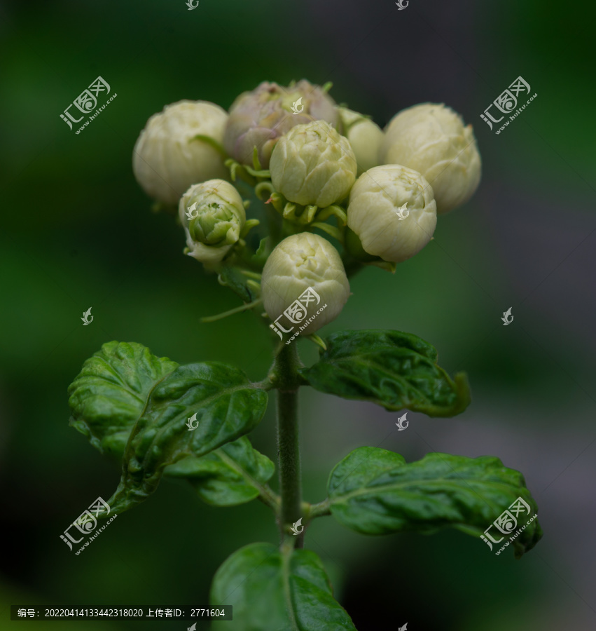 待开的茉莉花