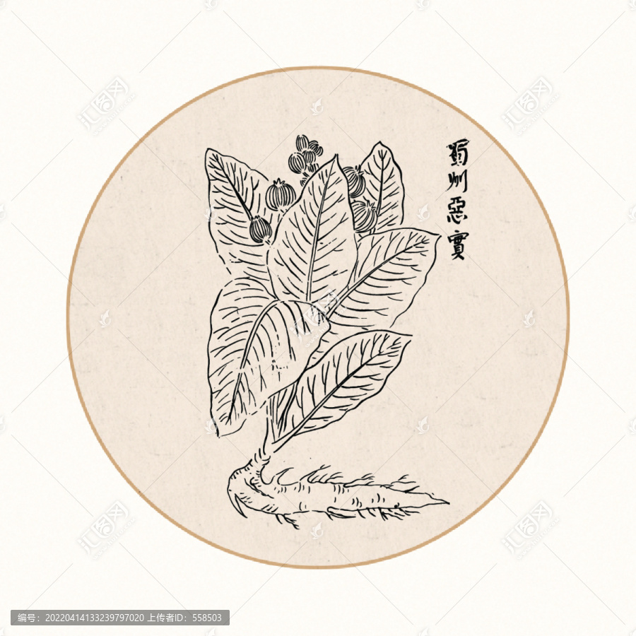 恶实中医中草药素材白描矢量