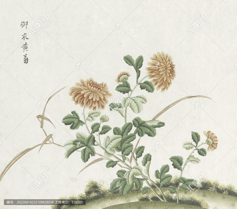 菊花水彩花卉国画素材插画