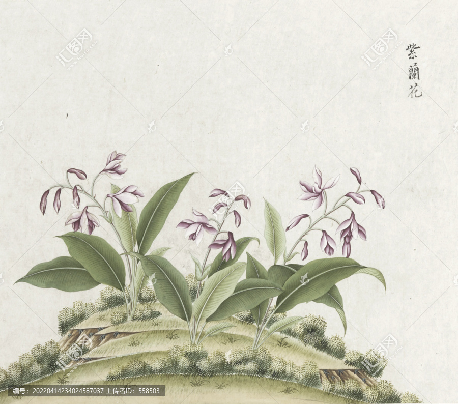 紫兰花水彩花卉国画素材插画