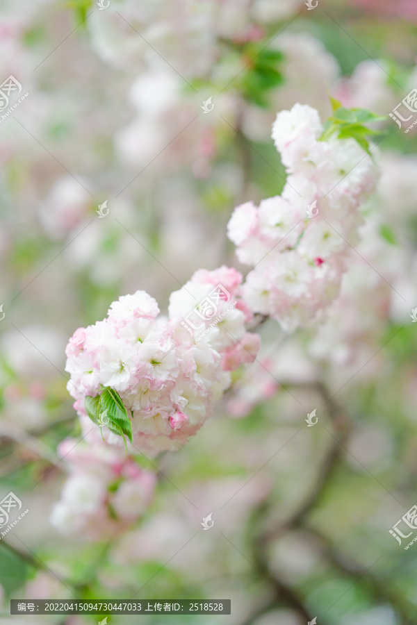 粉白色樱花盛开春天风景