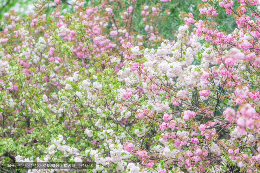春天粉白色樱花盛开唯美背景